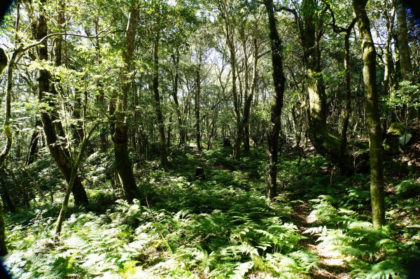 新竹 尖石 東穗山、島田山2939434