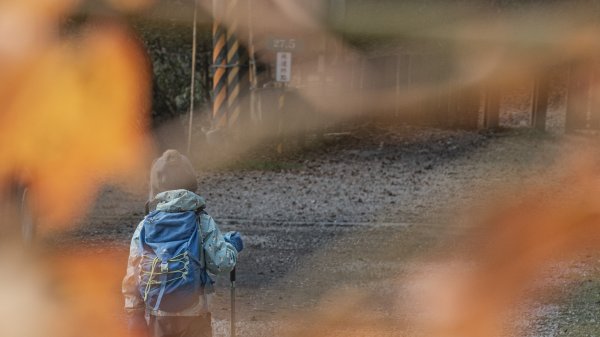 絕美的迷霧森林｜觀霧榛山步道2670049