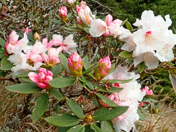 小奇萊賞杜鵑   2019/04/10563961