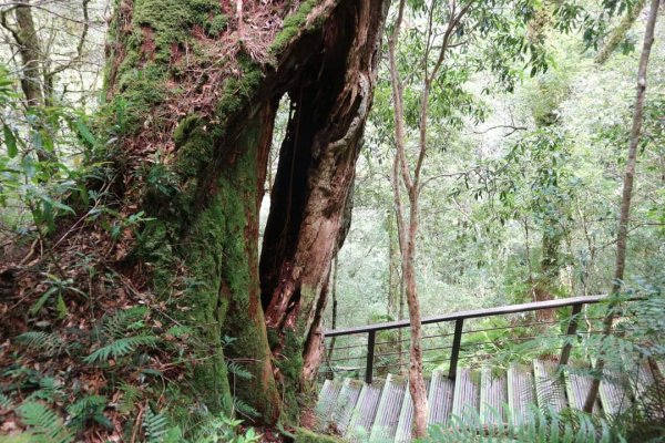 〔桃園復興〕拉拉山巨木，史詩級魔幻森林，75公頃紅檜 扁柏森林浴2237065