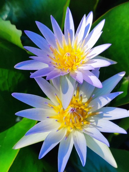 後花園散散步2879345