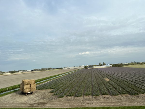 2025_0420 倫敦馬拉松順遊西歐 D2e(鹿特丹)2786189