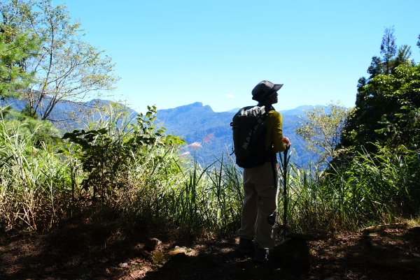 雪見大板根2924676
