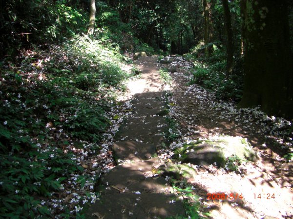 獅潭鳴鳳古道200805041954459