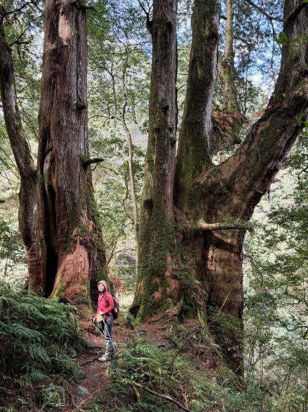 鎮西堡巨木步道B區全段+A區部分3008523
