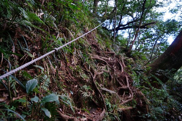 新竹關西鎮 水田林道之貴妃&那結山連走1539763