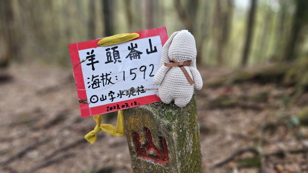 241222-O繞第二座溪頭六連峰(羊頭崙山⮕水桶寮山⮕內樹皮山⮕三叉崙山⮕龍鳳峽山⮕龍鳳山)。美美