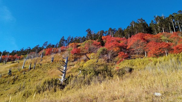 雪山巒大花楸2018-10-29446432