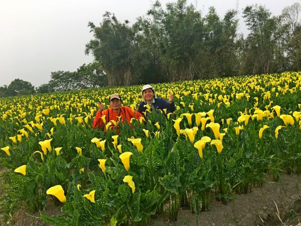 外埔黃色海芋田   2018/03/25301547