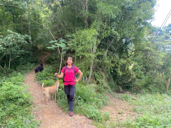 苗栗縣獅潭鄉鳴凰古道O型縱走2803684