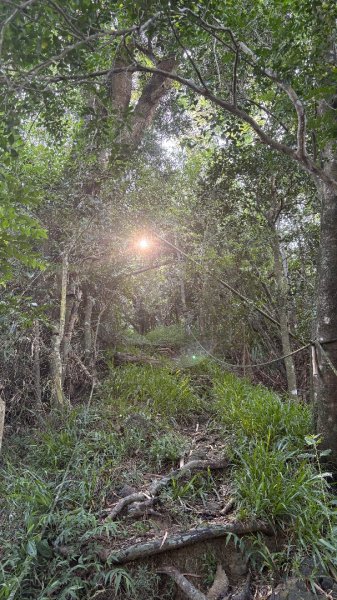 美濃雙溪樹木園（九芎林山2905624