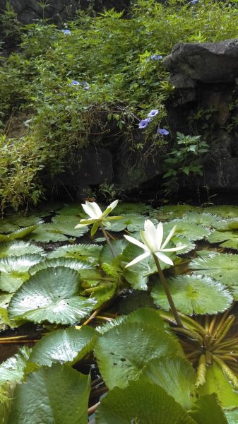 半嶺步道→陽峰古道→陽明公園→前山公園1028455