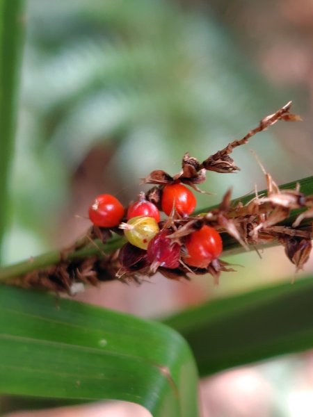 東埔走八通關古道訪龍貓公車繞對關山O型2962779