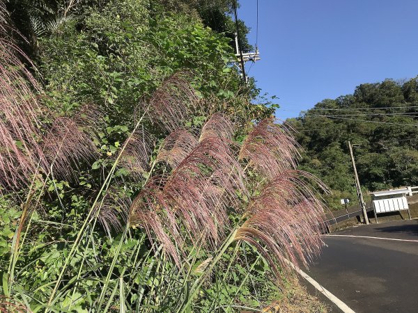 ~  賞秋芒  --  草嶺古道  ~1523251