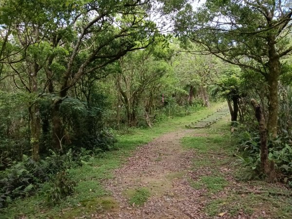 坪林區司公髻尾山+虎寮潭吊橋+粗石斛吊橋+大舌湖步道+漁光派出所2794291