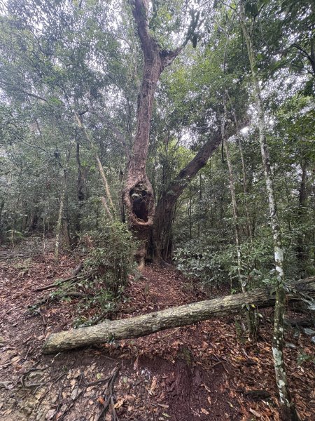 20251227尾寮山登山步道2970519
