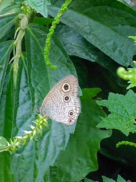 唐麻丹山 蝴蝶谷2918877