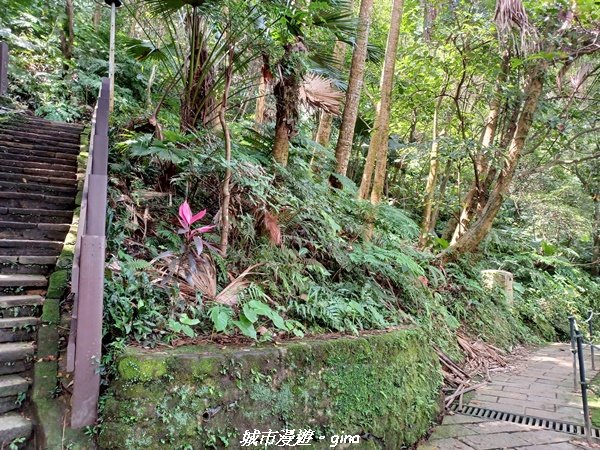 【台北信義】搭捷運爬山趣。 小百岳集起來。編號13小百岳-南港山步道1755564