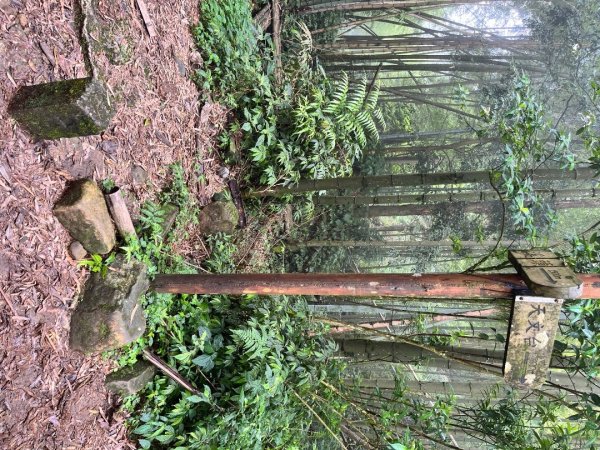 20250525_鳳凰山步道（南投小百岳）2855881