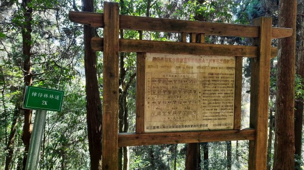 《南投》竹林台灣杉｜溪頭山竹崙山志騰山O繞202302182035909