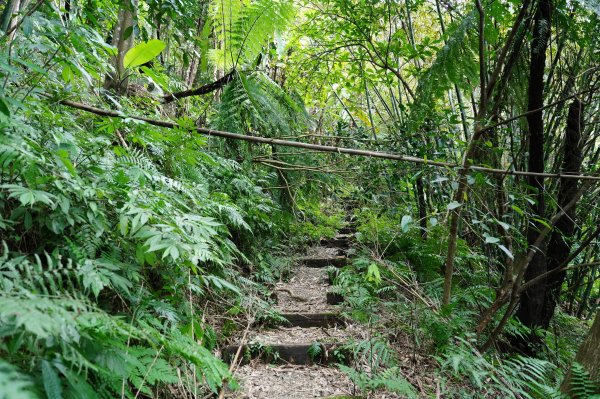 新北 烏來 大刀山、拉樸山、阿玉溪山2704945