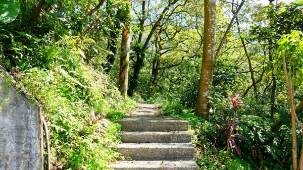 紫花酢醬草2739915