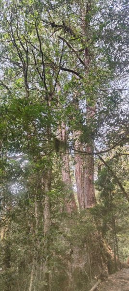 拉拉山國家森林遊樂區2752234