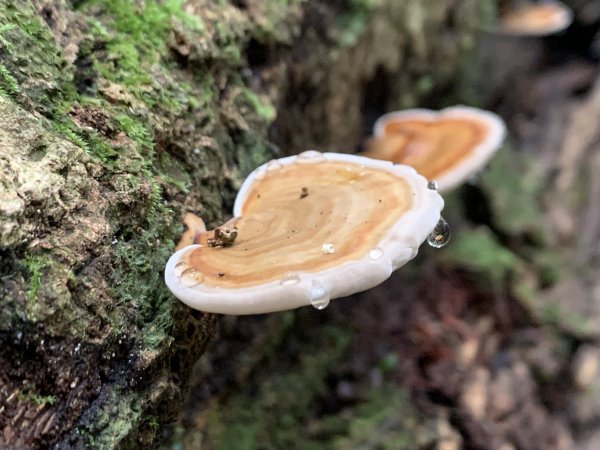 20251010高雄尾寮山-西北峰封面