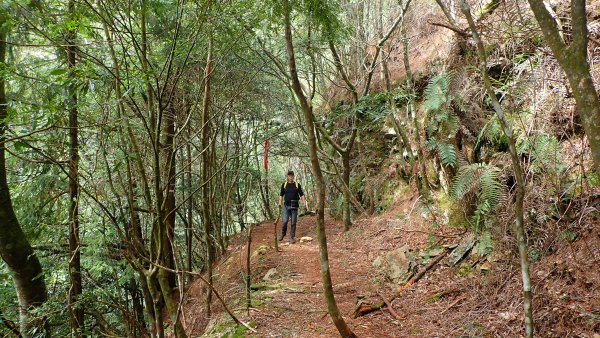 尋幽訪古遊走千年巨木和幻霧美森的樂山林道2882350