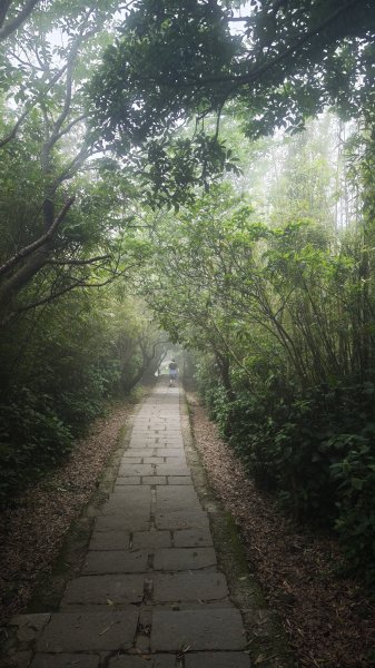 2025-0505 觀音山土路追桐花+牛港稜步道2781388