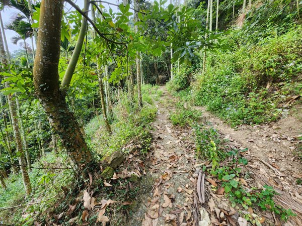 20241222二載山與大橫屏山南峰(追加鹽菜甕山、鹽菜甕下山)2721490