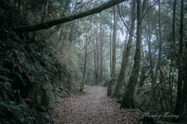 橫嶺山步道1356075