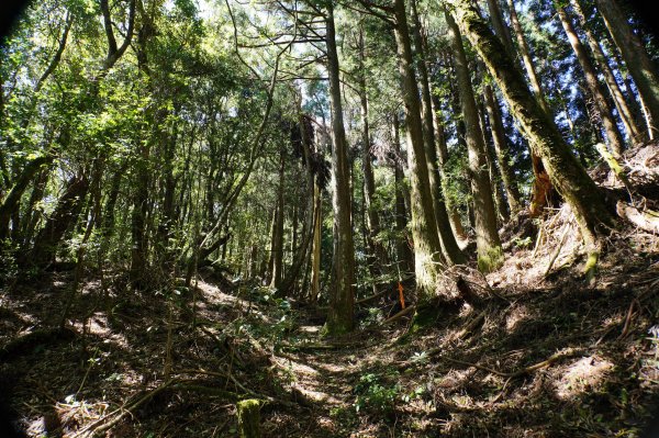 新竹 尖石 屯野生台山、石麻達山、錦屏山2904298