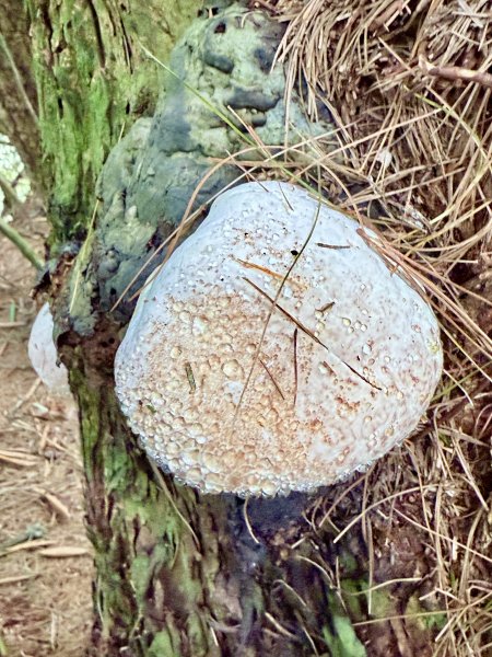 船型山神木悠遊    2025.09.222893826