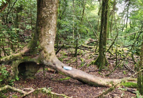 【中級山縱走】觀雪縱走（雪見大板根，仰天神木，北坑山，司馬限林道）2741245