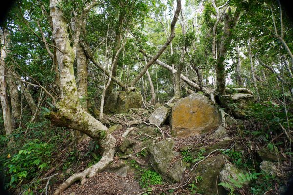 宜蘭 南澳 澳花山2881294