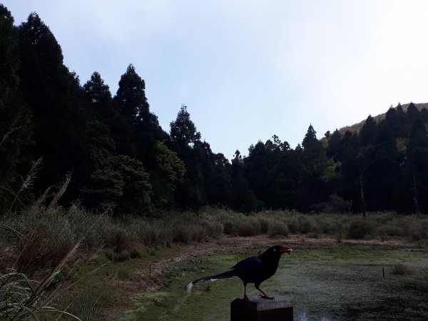 七星山(小百岳)1644391