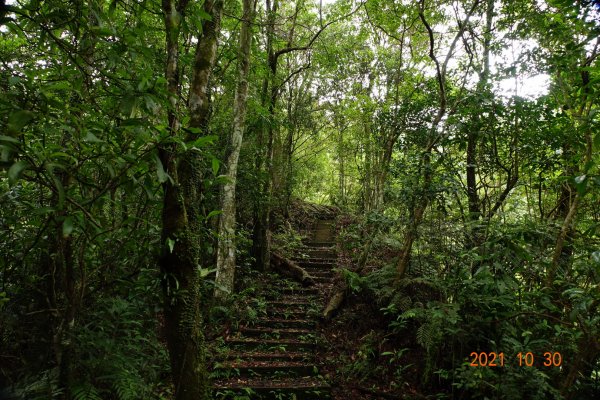 新北 坪林 大尾山(鬼子瀨尖山)1499524