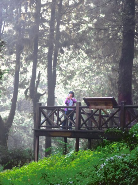 走阿里山神木群棧道，漫步在雲端及迷霧森林416087