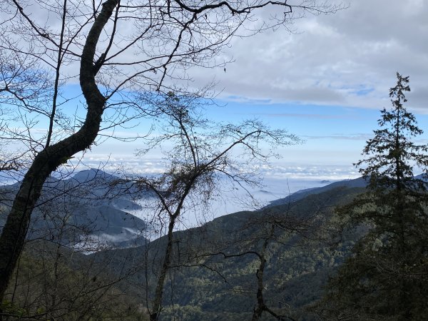 樂山林道檜山巨木群1575694