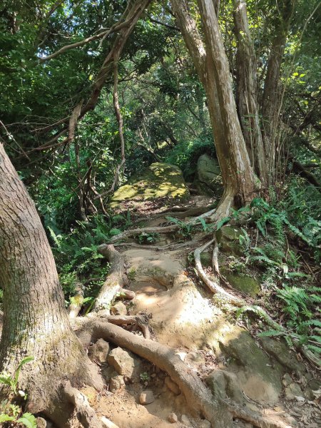 微笑山線：【大棟山系】百年大榕樹段2868479