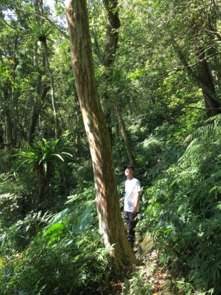 保慶宮初登美鹿南峰298578