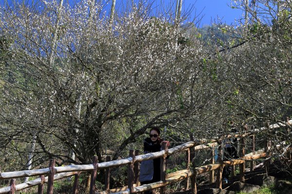 【臺南~楠西】梅嶺賞梅一~觀音步道1246923