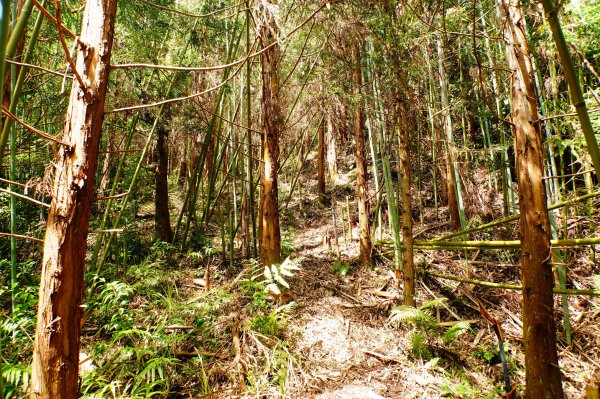 新竹 尖石 那羅山、煤源山3068666