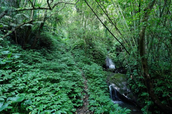 新北 三峽 白雞山、雞罩山2551209