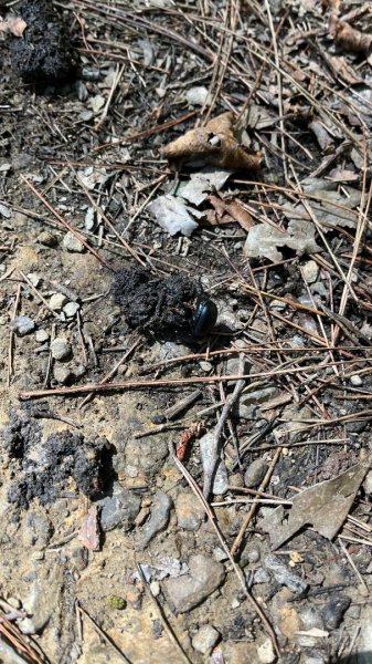 雪見大板根2877608