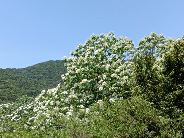 汐止區夢湖秘境桐花夢幻2773492