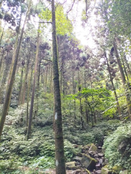 烏來大桶山麓茶園2530794