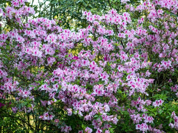 三民蝙輻洞2802479