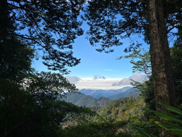 大雪山國家森林遊樂區賞楓／看神木／賞雪白山頭／賞大景2974318